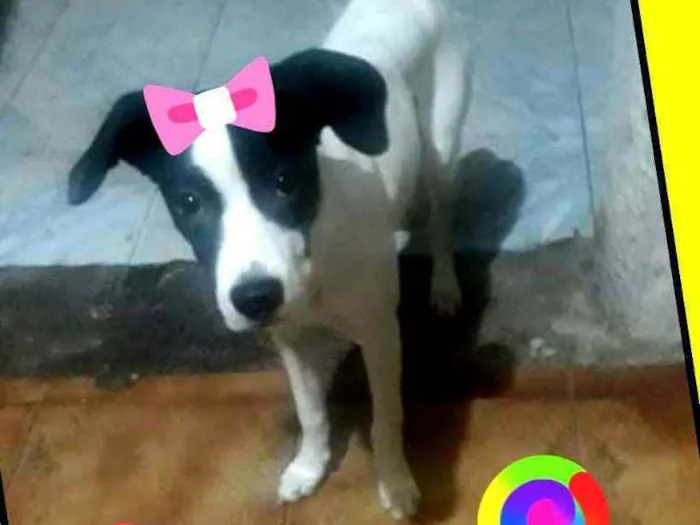 Cachorro ra a  idade 2 a 6 meses nome Lupita 