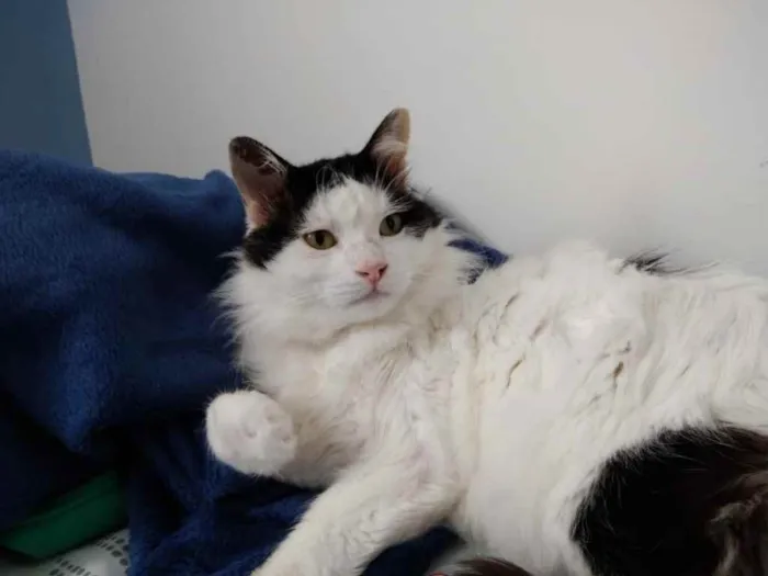Gato ra a Srd  idade 1 ano nome Merlin peludo lindo 