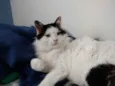 Merlin peludo lindo