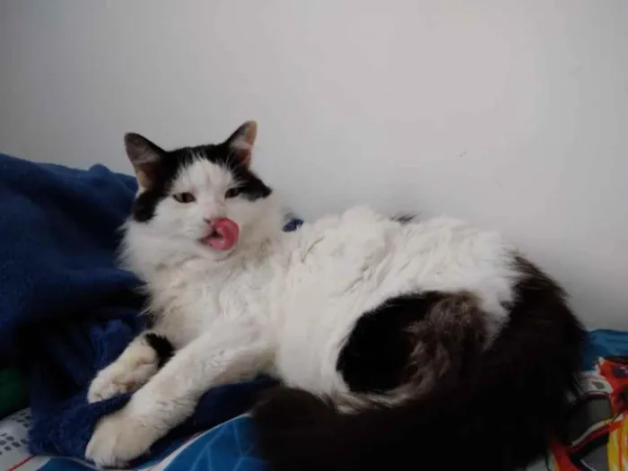 Gato ra a Srd  idade 1 ano nome Merlin peludo lindo 