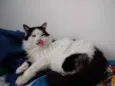 Merlin peludo lindo