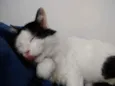 Merlin peludo lindo