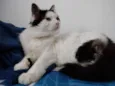 Merlin peludo lindo