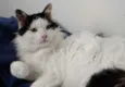 Merlin peludo lindo