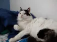 Merlin peludo lindo