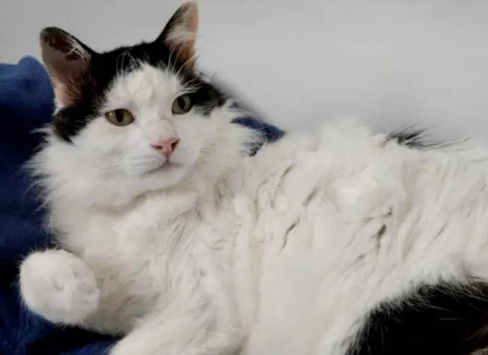 Gato ra a Srd  idade 1 ano nome Merlin peludo lindo 
