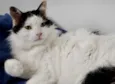 Merlin peludo lindo