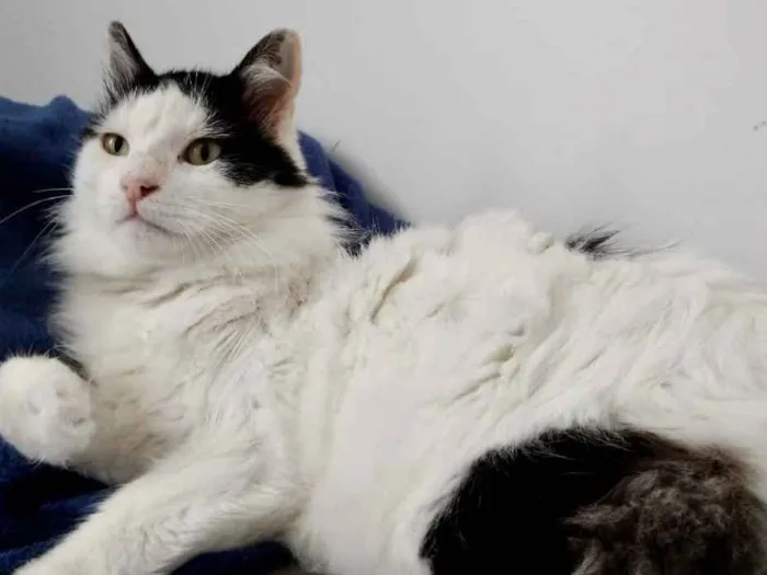 Gato ra a Srd  idade 1 ano nome Merlin peludo lindo 