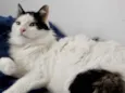 Merlin peludo lindo