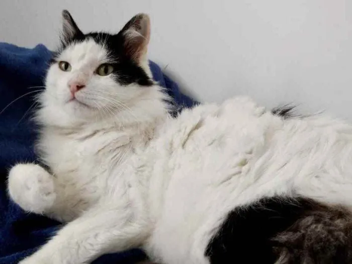 Gato ra a Srd  idade 1 ano nome Merlin peludo lindo 