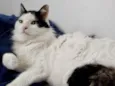 Merlin peludo lindo