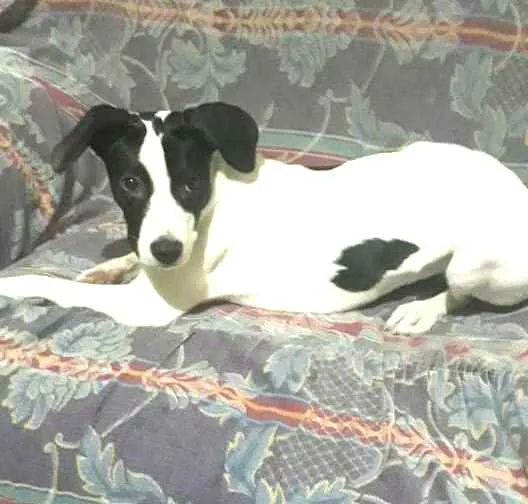 Cachorro ra a  idade 2 a 6 meses nome Lupita 