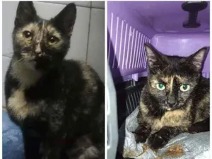 Gato raça Srd idade 7 a 11 meses nome Alice e Adele