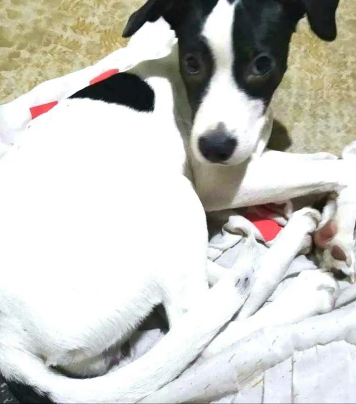 Cachorro ra a  idade 2 a 6 meses nome Lupita 