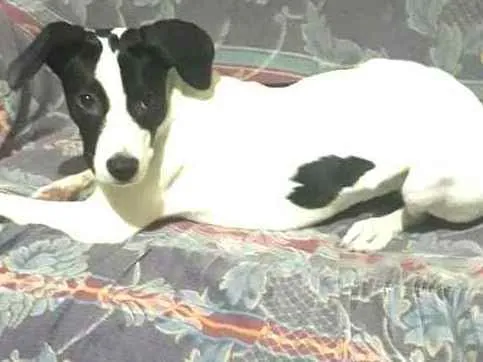 Cachorro ra a  idade 2 a 6 meses nome Lupita 