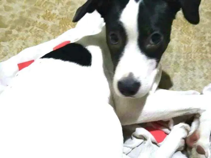 Cachorro ra a  idade 2 a 6 meses nome Lupita 