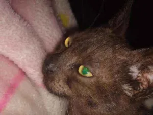 Gato raça Indefinida idade 2 a 6 meses nome Nairoby