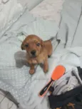 Mel