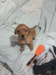 Mel