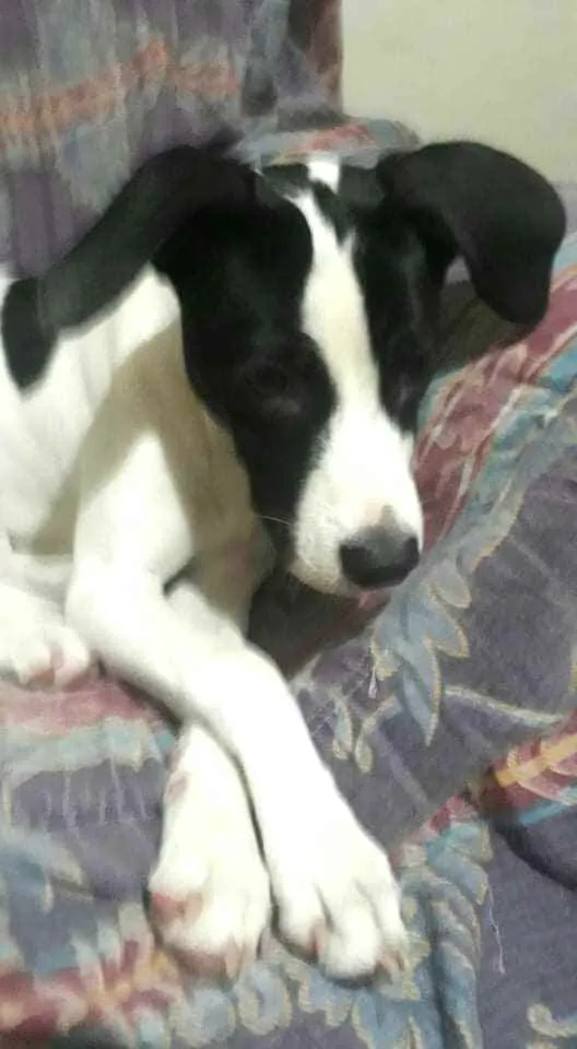 Cachorro ra a  idade 2 a 6 meses nome Lupita 