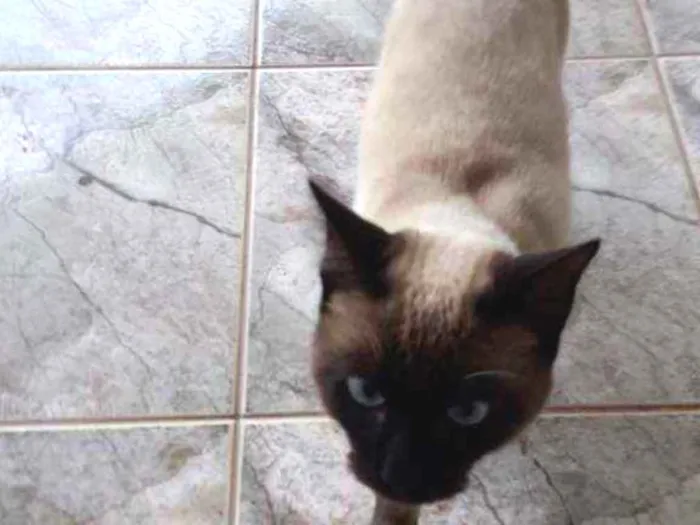 Gato ra a Cianes  idade  nome Sem nome 