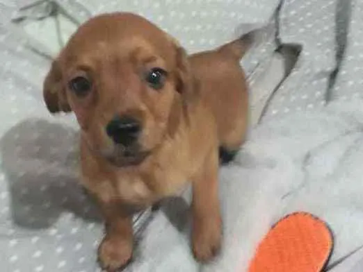 Cachorro ra a  idade Abaixo de 2 meses nome Mel
