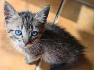 Gato raça vira lata  idade Abaixo de 2 meses nome Xaropinho e Tigrinha