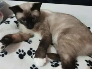 Gato raça Siamês  idade 5 anos nome Leo 