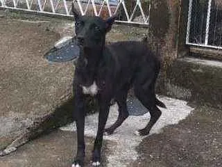 Cachorro ra a *Indefinida* idade 1 ano nome Bilica