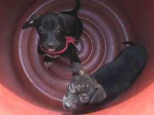 Cachorro raça Vira-lata idade 2 a 6 meses nome Anjinho e Foguetinho