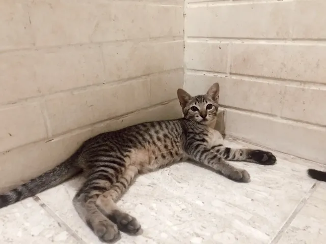 Gato ra a SRD idade 7 a 11 meses nome Sem nome 