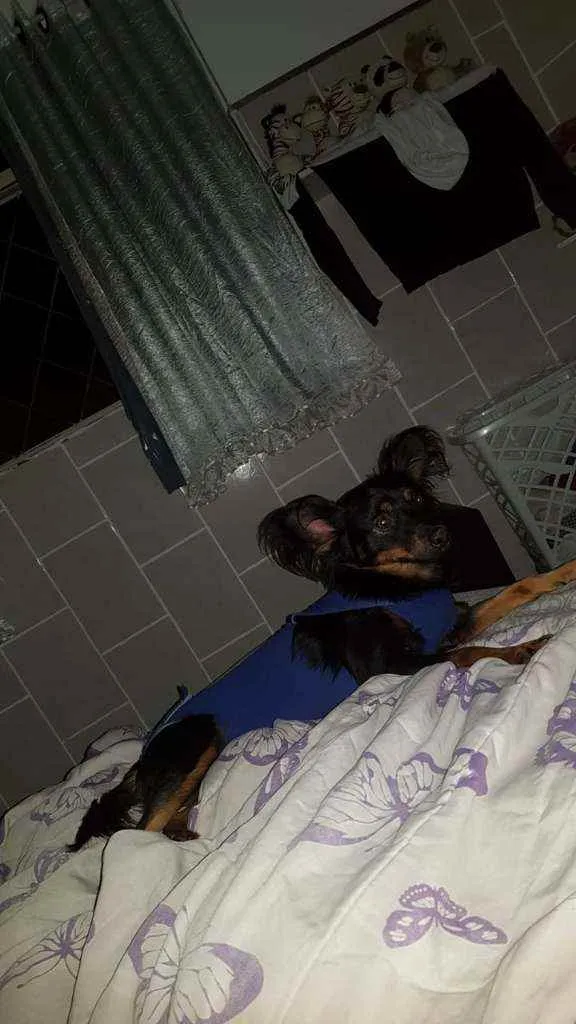 Cachorro ra a SRD idade 1 ano nome Bob