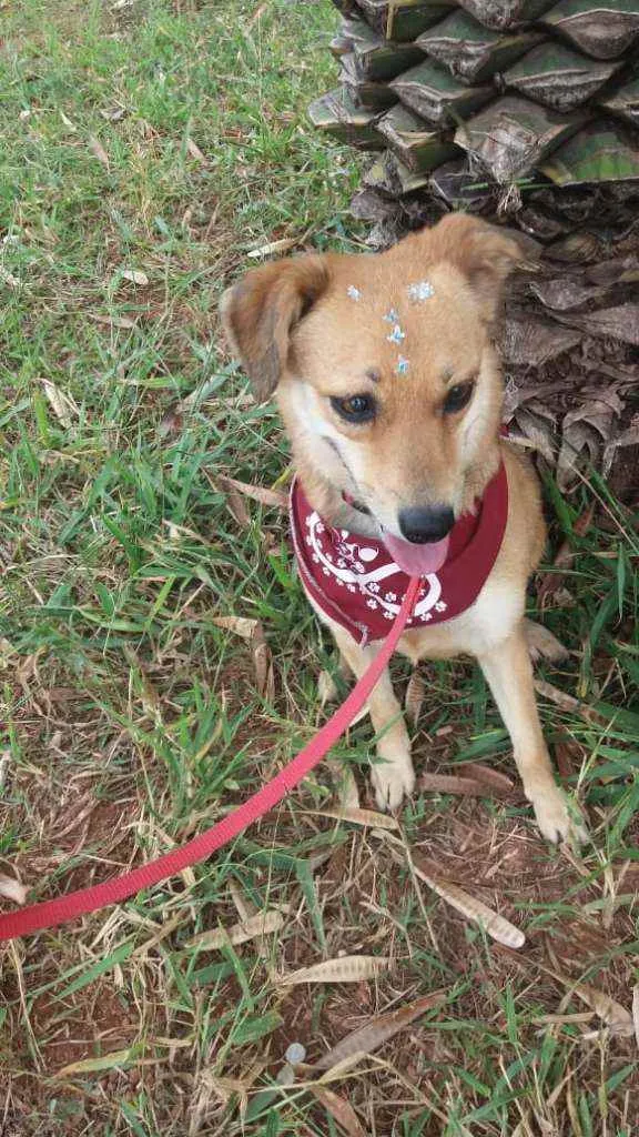 Cachorro ra a SRD idade 3 anos nome Flor