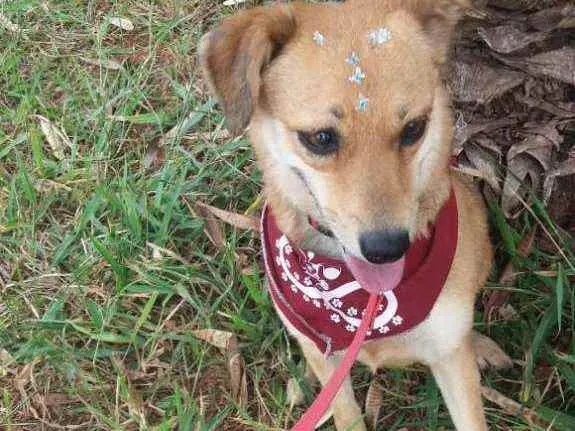 Cachorro ra a SRD idade 3 anos nome Flor