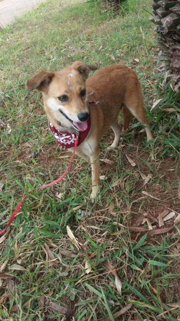 Cachorro ra a SRD idade 3 anos nome Flor