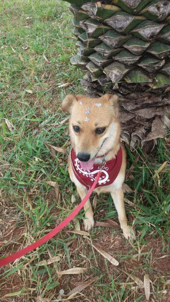 Cachorro ra a SRD idade 3 anos nome Flor