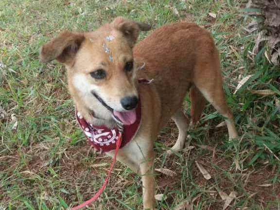 Cachorro ra a SRD idade 3 anos nome Flor