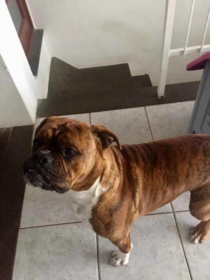 Cachorro ra a Buldogue campeiro com Boxer  idade 7 a 11 meses nome Theo