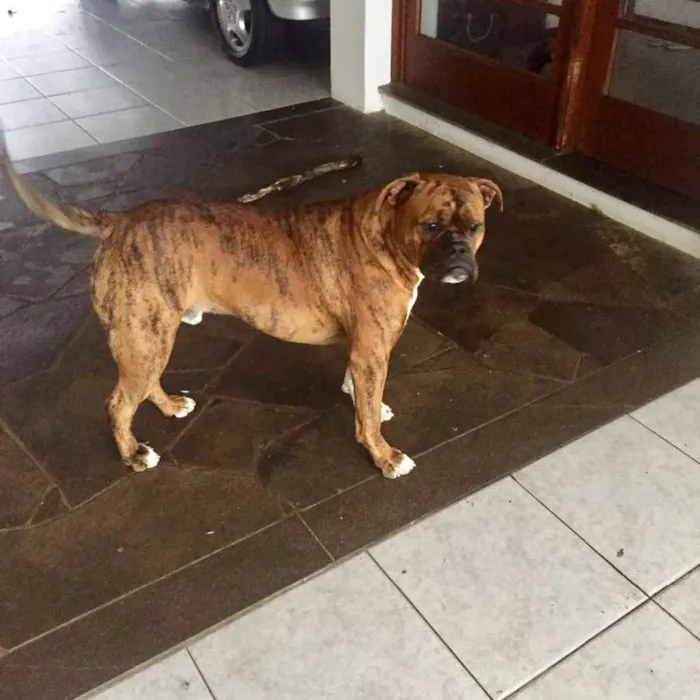 Cachorro ra a Buldogue campeiro com Boxer  idade 7 a 11 meses nome Theo