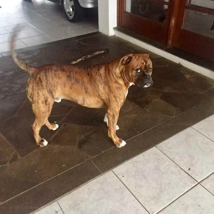 Cachorro ra a Buldogue campeiro com Boxer  idade 7 a 11 meses nome Theo