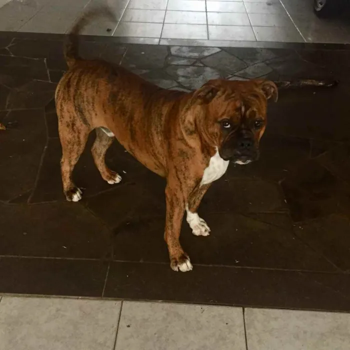 Cachorro ra a Buldogue campeiro com Boxer  idade 7 a 11 meses nome Theo