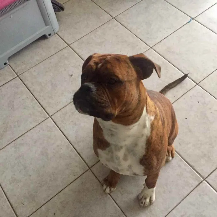 Cachorro ra a Buldogue campeiro com Boxer  idade 7 a 11 meses nome Theo