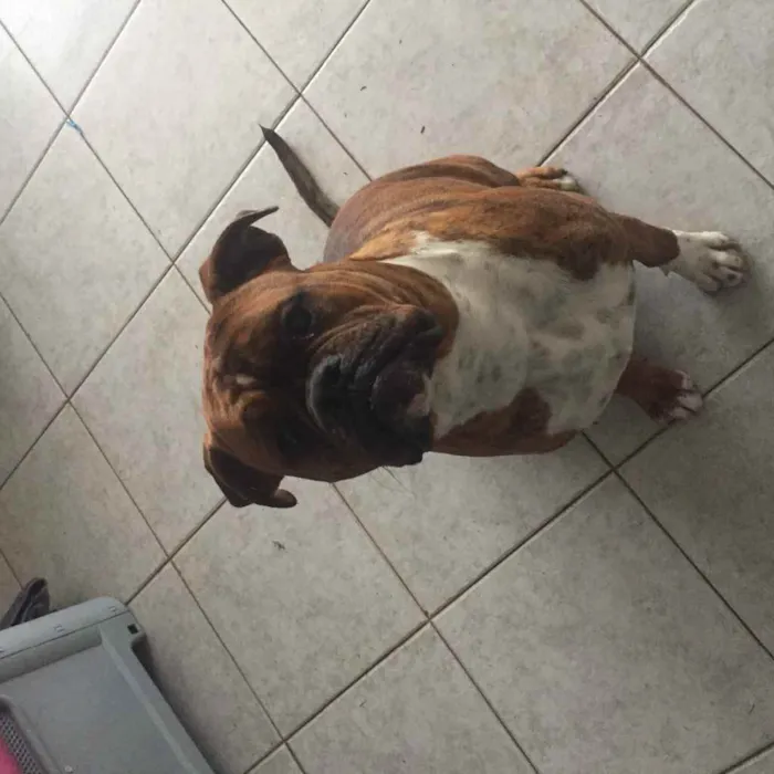 Cachorro ra a Buldogue campeiro com Boxer  idade 7 a 11 meses nome Theo