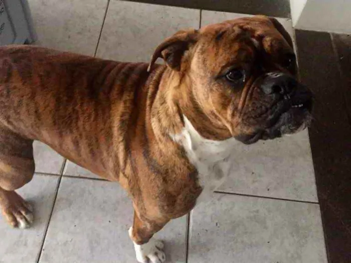 Cachorro ra a Buldogue campeiro com Boxer  idade 7 a 11 meses nome Theo