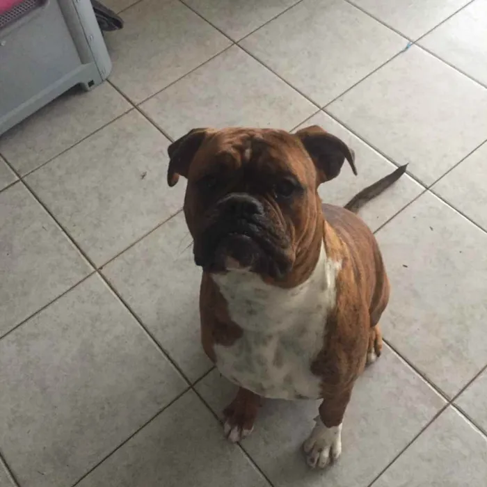Cachorro ra a Buldogue campeiro com Boxer  idade 7 a 11 meses nome Theo
