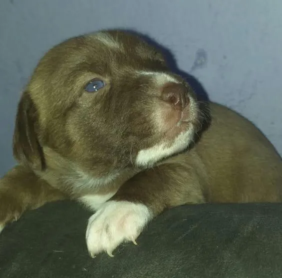 Cachorro ra a Srd idade Abaixo de 2 meses nome Cacau