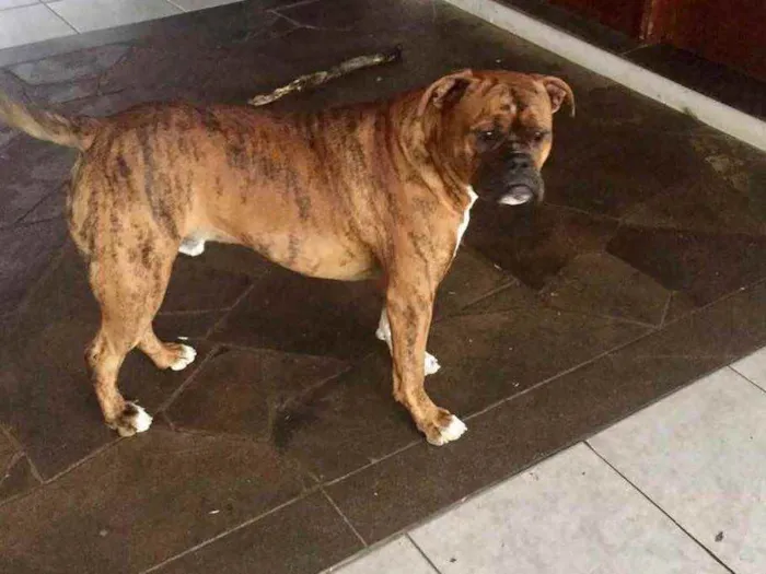 Cachorro ra a Buldogue campeiro com Boxer  idade 7 a 11 meses nome Theo