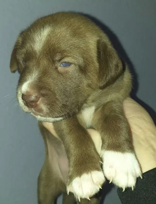 Cachorro ra a Srd idade Abaixo de 2 meses nome Cacau