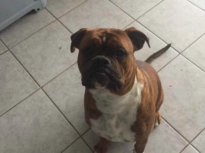 Cachorro ra a Buldogue campeiro com Boxer  idade 7 a 11 meses nome Theo