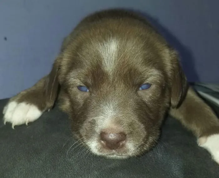 Cachorro ra a Srd idade Abaixo de 2 meses nome Cacau